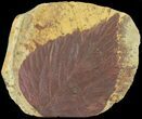 Paleocene Fossil Leaves (Davidia & Viburnum) - Montana #68278-2